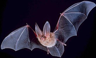 Bats