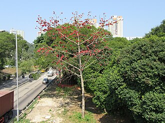 Bombax ceiba