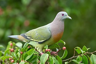 Doves