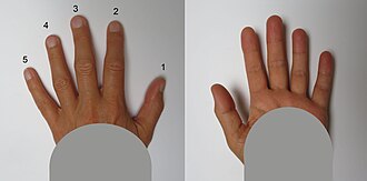 Fingers