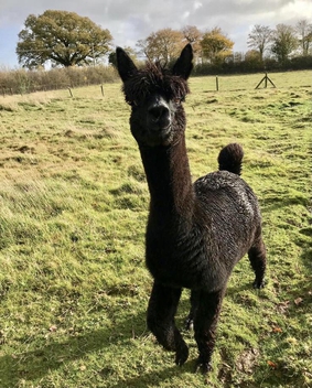 Geronimo the alpaca