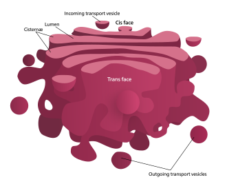 Golgi apparatus