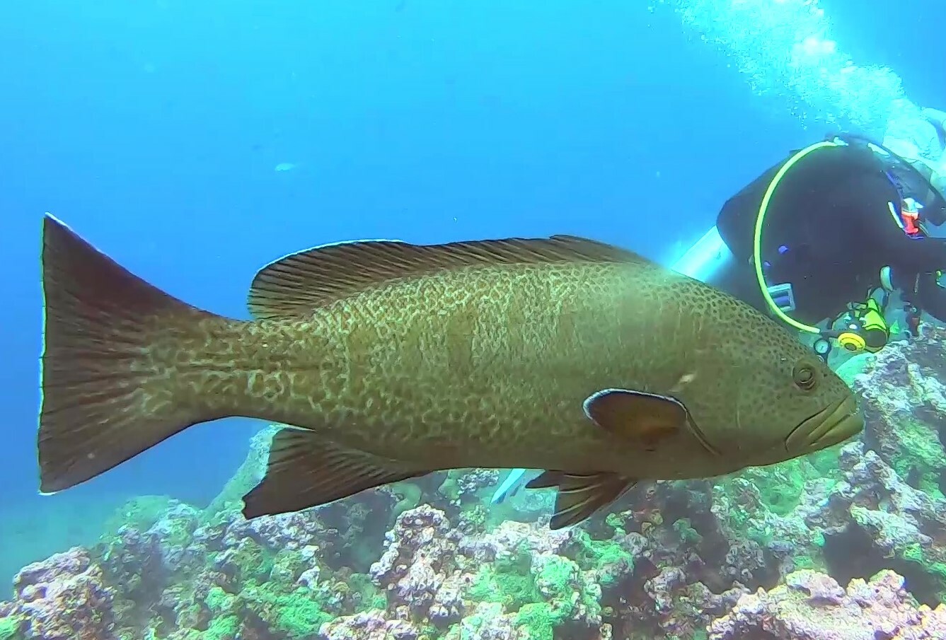 Sailfin grouper