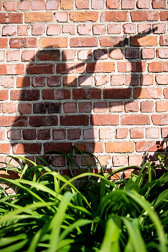 Shadows