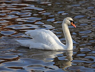 Swans