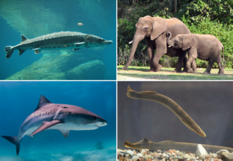 Vertebrates