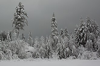 Winter
